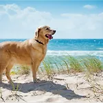 Het Zeepaardje Hébergement de vacances *