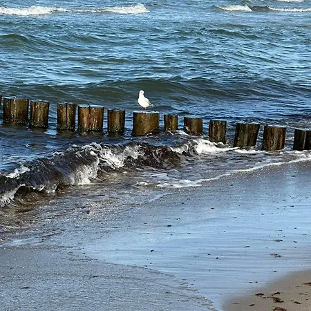 Het Zeepaardje * Dirkshorn