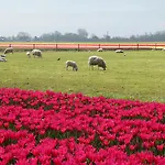 Het Zeepaardje *